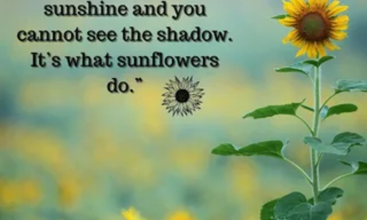 Beautiful Sunflower Quotes featured on a golden sunflower with a peaceful countryside background.