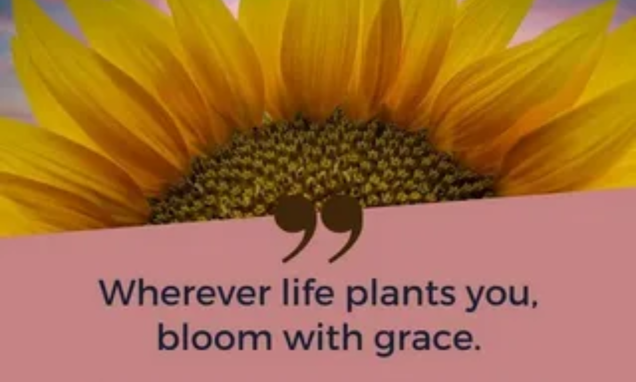 Motivational Sunflower Quotes designed with a blooming sunflower and warm morning sunlight.