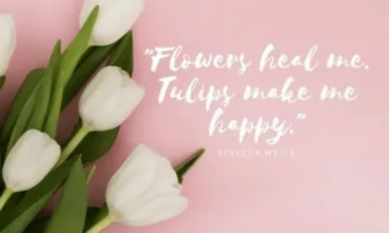Tulip quotes about love with pink and red tulip flowers
