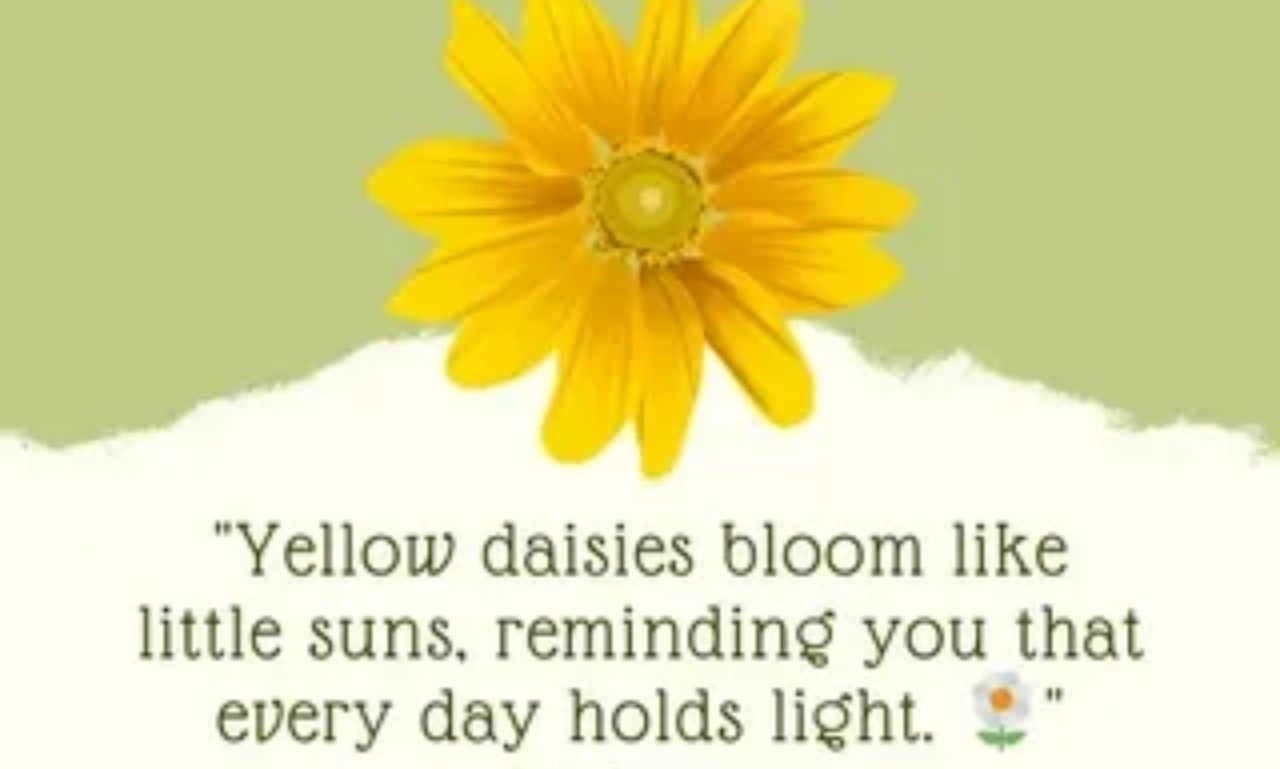 Daisy flowers blooming in a sunny field
